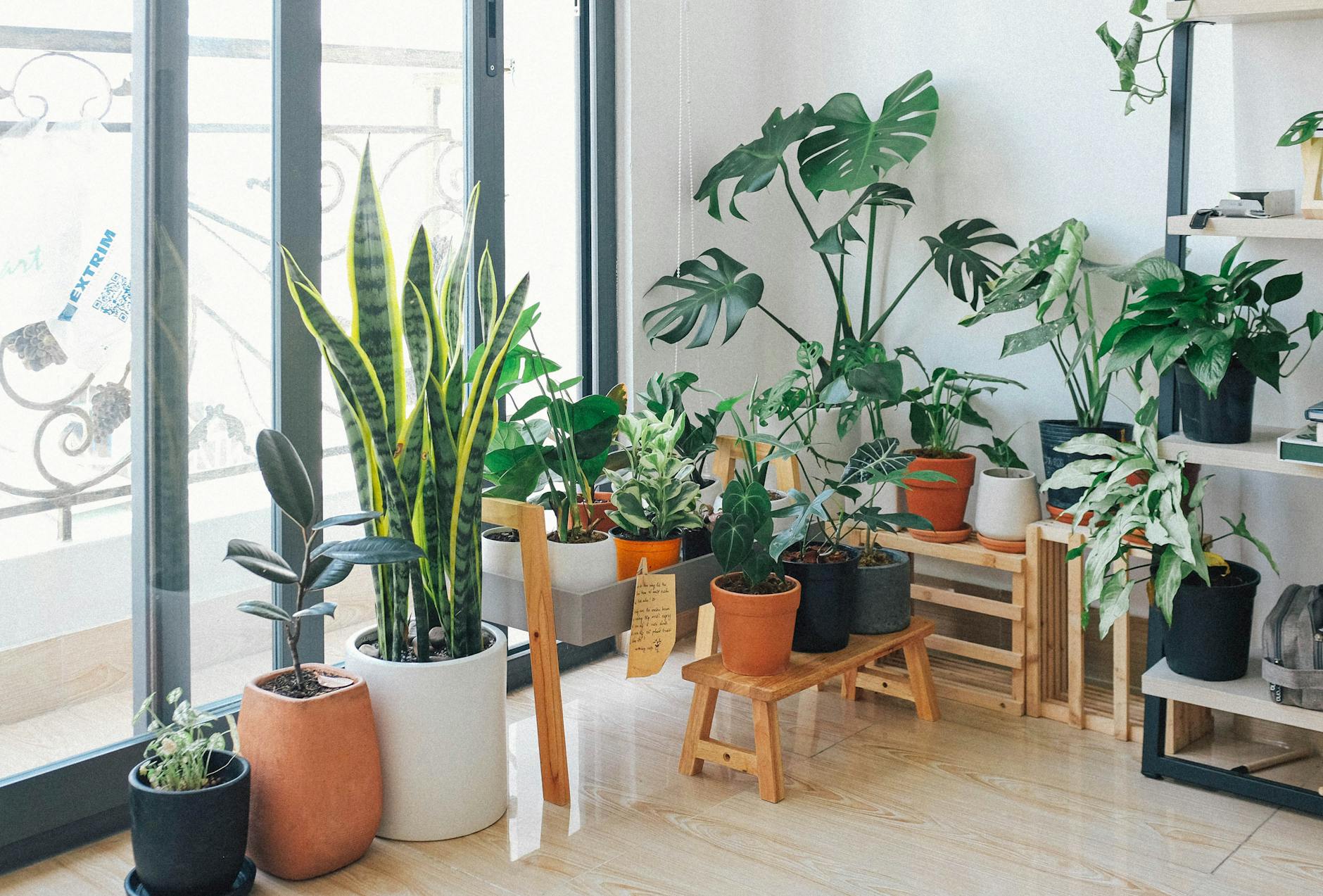 Top 7 Indoor Plants for Clean Air and Easy Care